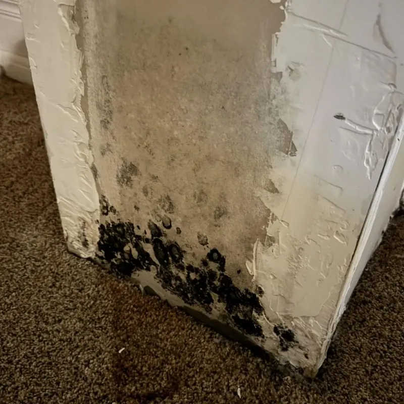 Professional Mold Removal in Country Club, CA